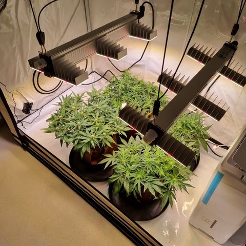 Purple Lemonade Auto Run #1 growlog timeline photo