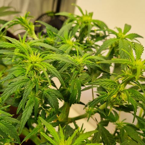 Gorilla Auto Run #1 growlog timeline photo