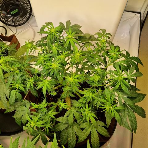 Gorilla Auto Run #1 growlog timeline photo