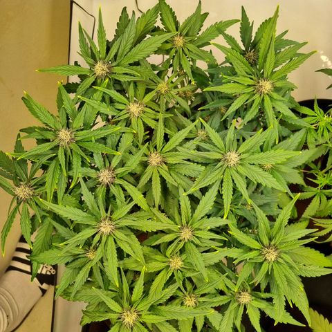 Purple Lemonade Auto Run #1 growlog timeline photo