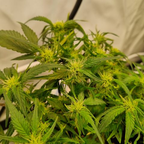 Blue Dream Auto Run #1 growlog timeline photo