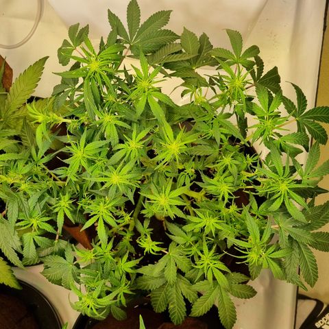 Gorilla Auto Run #1 growlog timeline photo