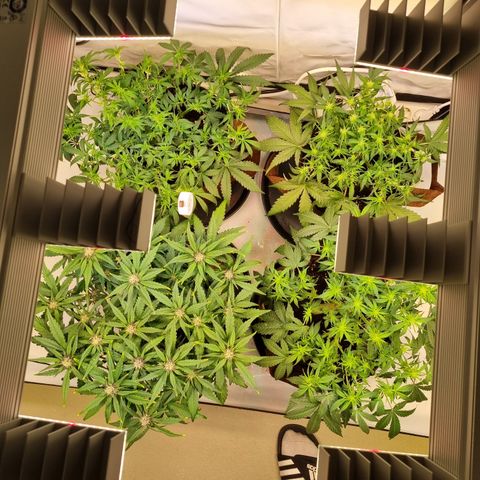 Purple Lemonade Auto Run #1 growlog timeline photo