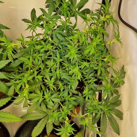 Amnesia Haze Auto Run #1 growlog timeline photo