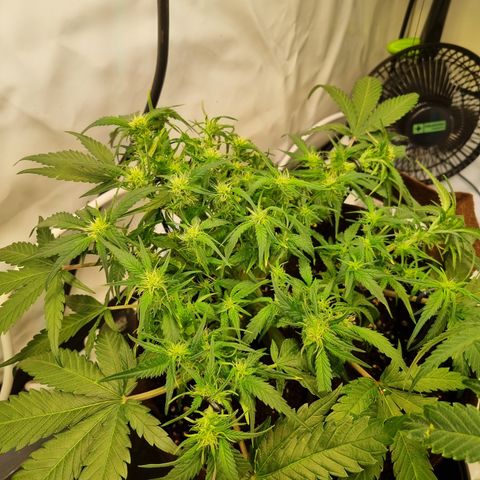 Blue Dream Auto Run #1 growlog timeline photo