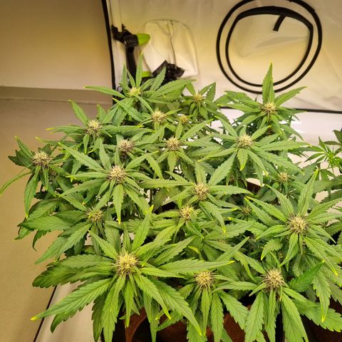 Purple Lemonade Auto Run #1 growlog timeline photo