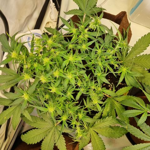Blue Dream Auto Run #1 growlog timeline photo