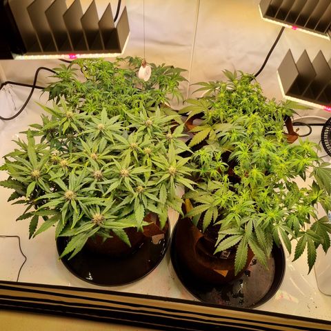 Purple Lemonade Auto Run #1 growlog timeline photo