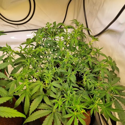 Amnesia Haze Auto Run #1 growlog timeline photo