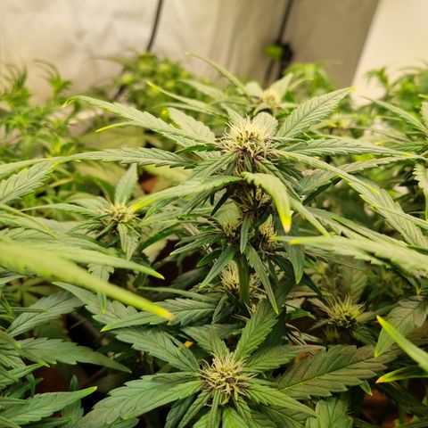 Purple Lemonade Auto Run #1 growlog timeline photo