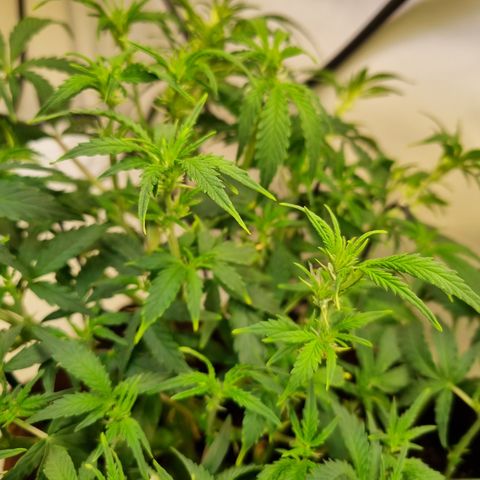 Amnesia Haze Auto Run #1 growlog timeline photo