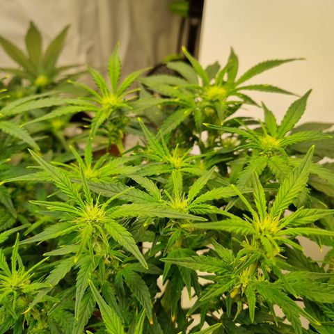 Gorilla Auto Run #1 growlog timeline photo
