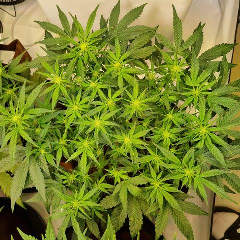 Gorilla Auto Run #1 growlog timeline photo