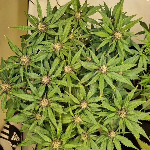 Purple Lemonade Auto Run #1 growlog timeline photo