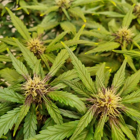 Purple Lemonade Auto Run #1 growlog timeline photo