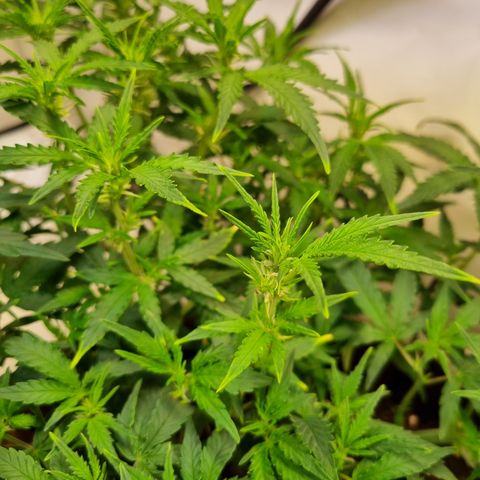 Amnesia Haze Auto Run #1 growlog timeline photo