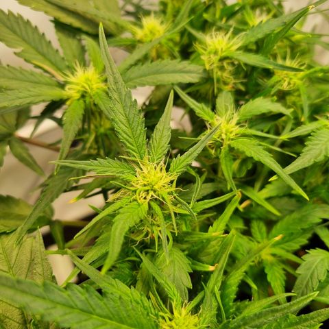 Blue Dream Auto Run #1 growlog timeline photo