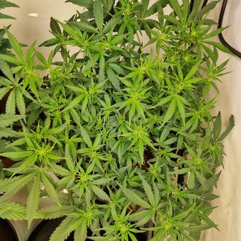 Amnesia Haze Auto Run #1 growlog timeline photo
