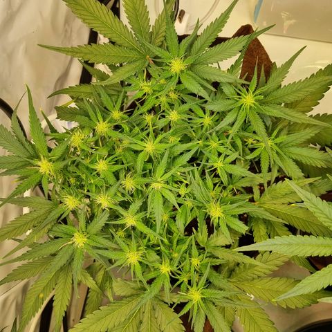 Blue Dream Auto Run #1 growlog timeline photo