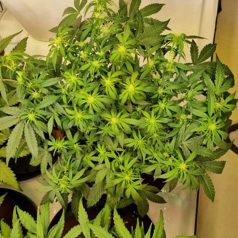 Gorilla Auto Run #1 growlog timeline photo