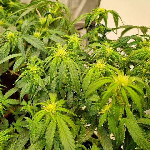 Gorilla Auto Run #1 growlog timeline photo