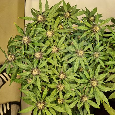 Purple Lemonade Auto Run #1 growlog timeline photo