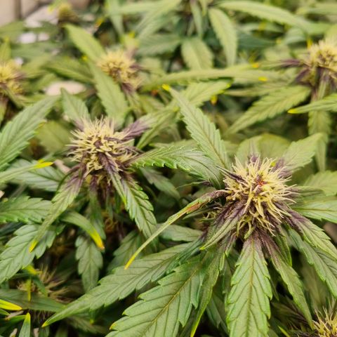 Purple Lemonade Auto Run #1 growlog timeline photo