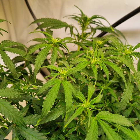 Amnesia Haze Auto Run #1 growlog timeline photo