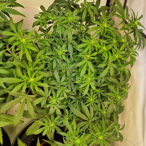 Amnesia Haze Auto Run #1 growlog timeline photo