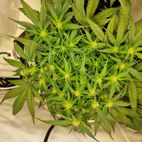 Blue Dream Auto Run #1 growlog timeline photo