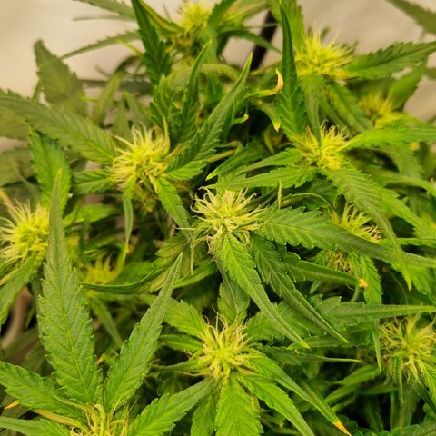 Blue Dream Auto Run #1 growlog timeline photo