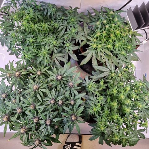 Purple Lemonade Auto Run #1 growlog timeline photo