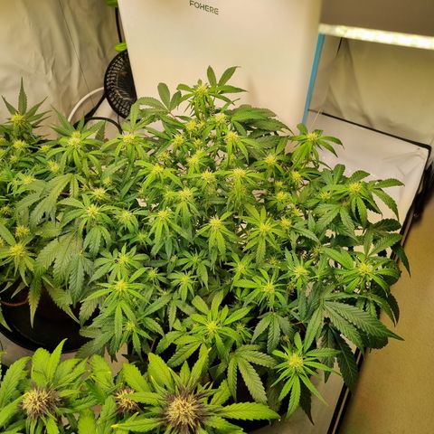 Gorilla Auto Run #1 growlog timeline photo