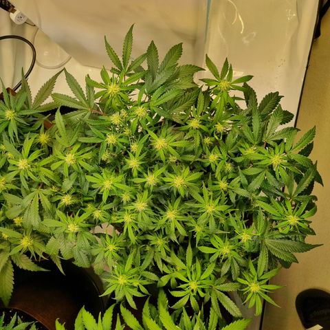 Gorilla Auto Run #1 growlog timeline photo