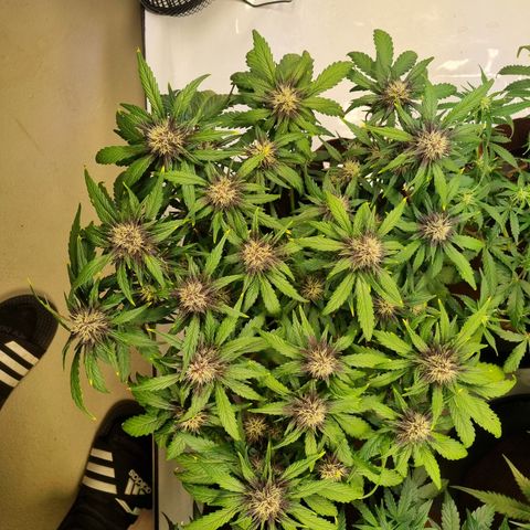 Purple Lemonade Auto Run #1 growlog timeline photo