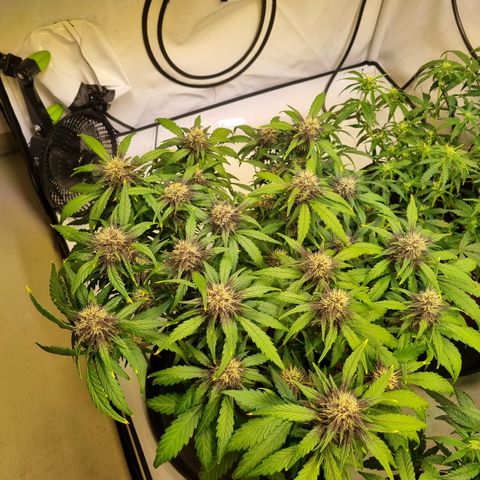 Purple Lemonade Auto Run #1 growlog timeline photo