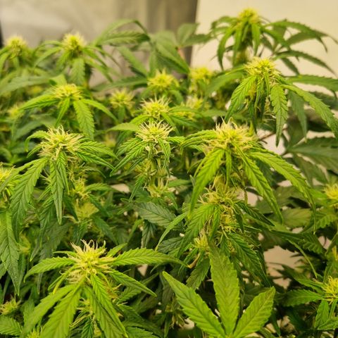 Gorilla Auto Run #1 growlog timeline photo