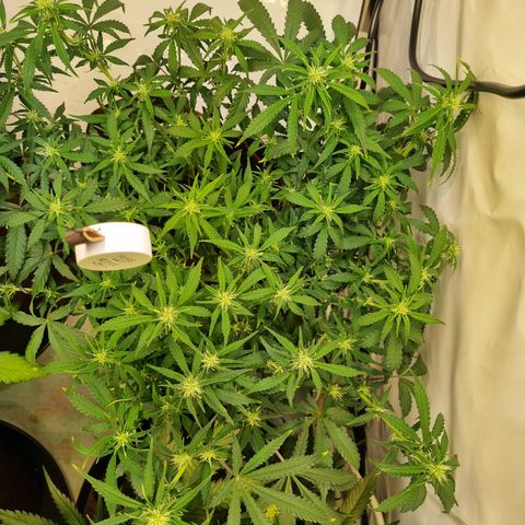 Amnesia Haze Auto Run #1 growlog timeline photo