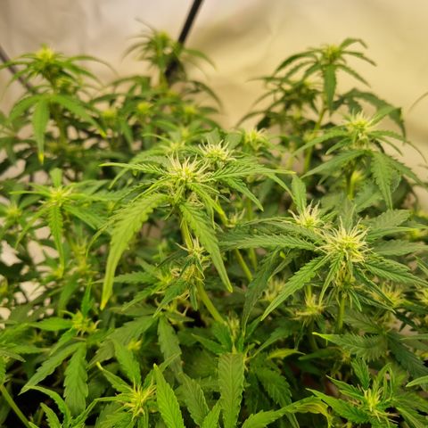 Amnesia Haze Auto Run #1 growlog timeline photo