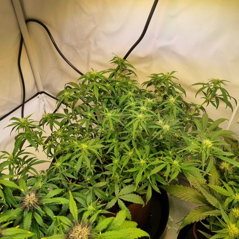 Amnesia Haze Auto Run #1 growlog timeline photo