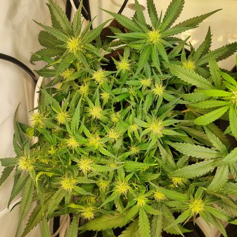 Blue Dream Auto Run #1 growlog timeline photo