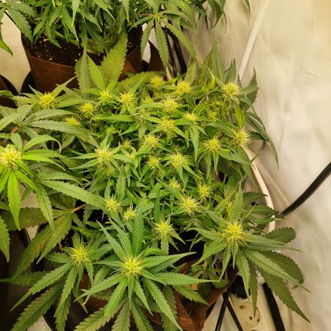 Blue Dream Auto Run #1 growlog timeline photo