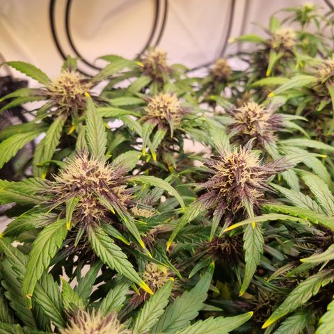 Purple Lemonade Auto Run #1 growlog timeline photo