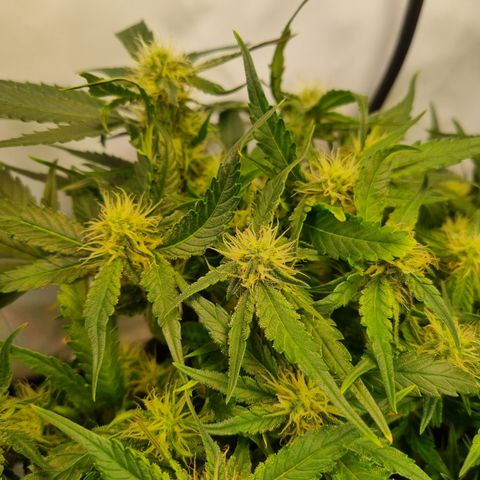 Blue Dream Auto Run #1 growlog timeline photo