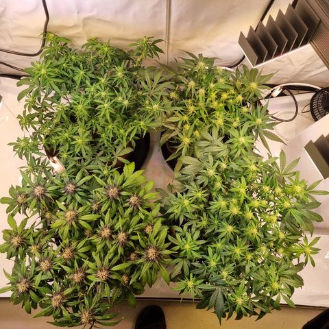 Purple Lemonade Auto Run #1 growlog timeline photo