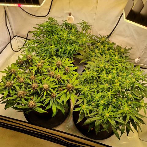 Purple Lemonade Auto Run #1 growlog timeline photo