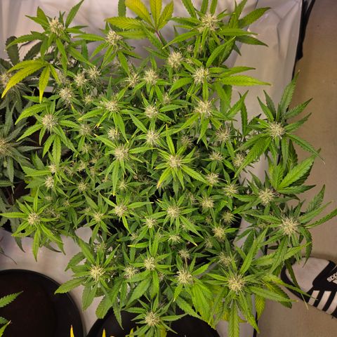 Gorilla Auto Run #1 growlog timeline photo