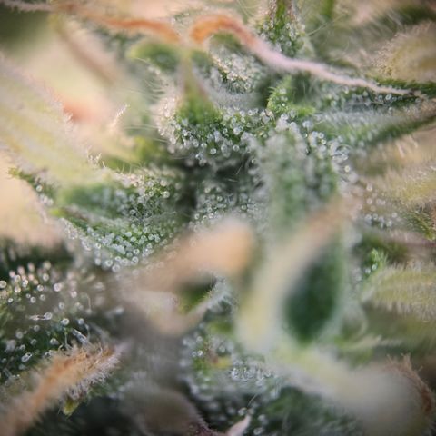 Gorilla Auto Run #1 growlog timeline photo
