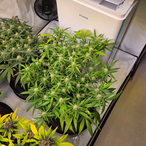 Gorilla Auto Run #1 growlog timeline photo