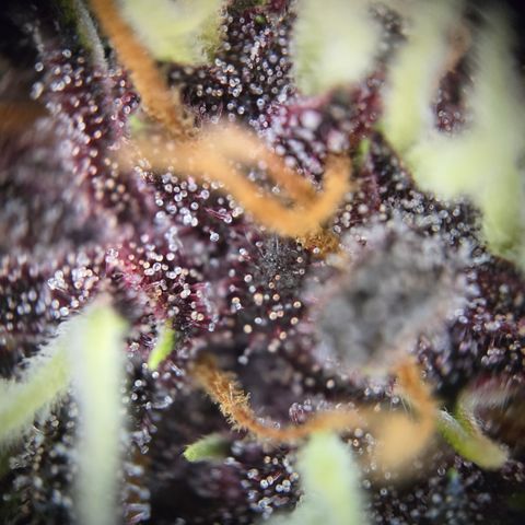 Purple Lemonade Auto Run #1 growlog timeline photo